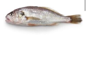 Croaker Fish - medium size 1kg