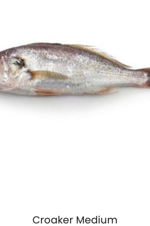 Croaker Fish - medium size 1kg