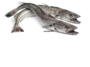 Hake Fish 1kg