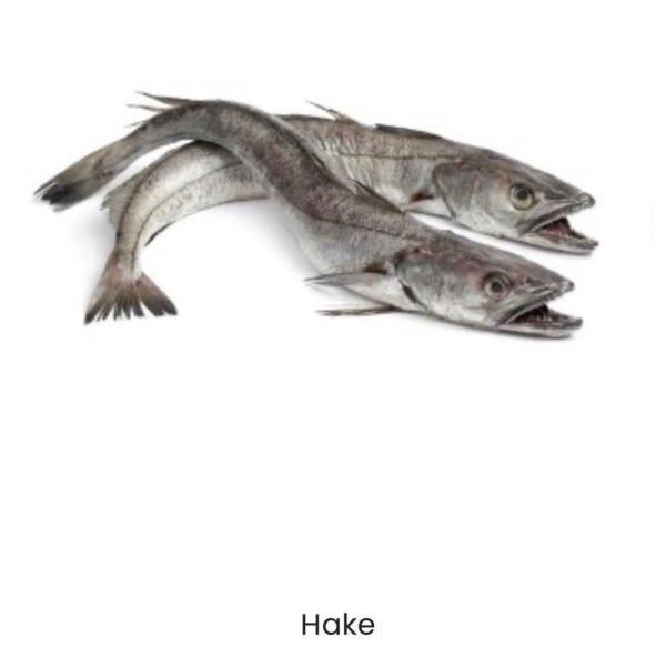 Hake Fish