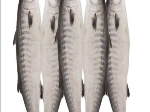 Barracuda Fish 1kg