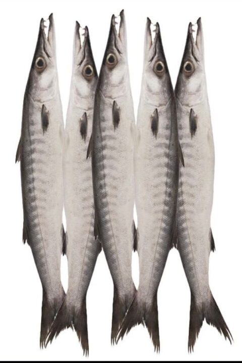 Barracuda Fish 1kg