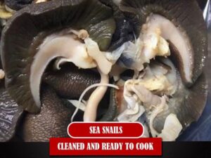 Sea snails (20 pcs)