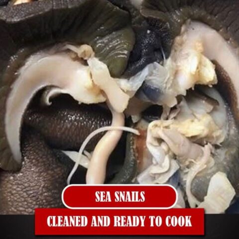 Sea snails (20 pcs)