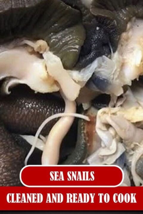 Sea snails (20 pcs)