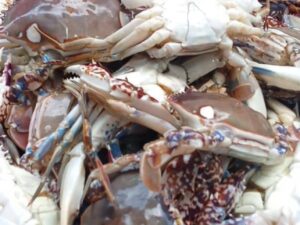 Fresh Ocean Crab 1kg
