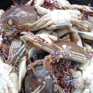 Fresh Ocean Crab
