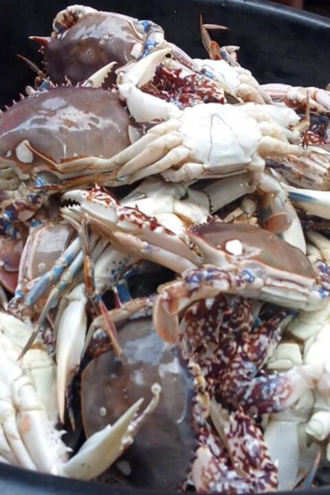 Fresh Ocean Crab 1kg
